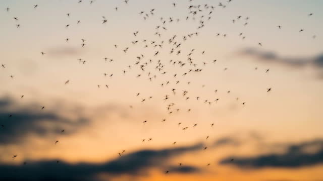 Mosquitos: por qué no es conveniente fumigar