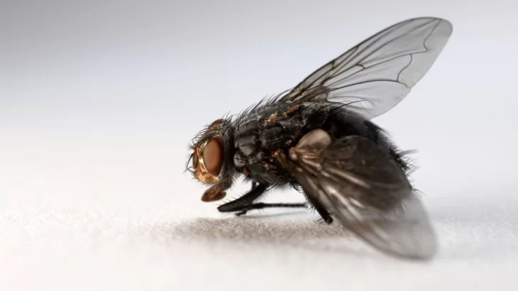 Se fueron los mosquitos y llegaron las moscas