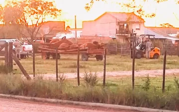 15 vacas preñadas murieron por hipomagnesemia