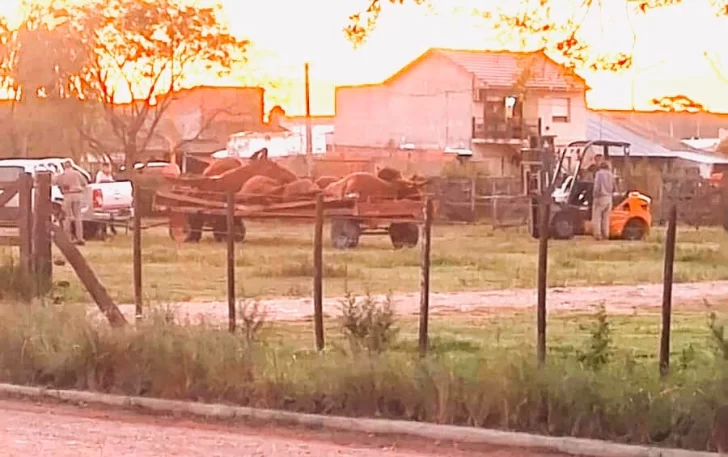 15 vacas preñadas murieron por hipomagnesemia