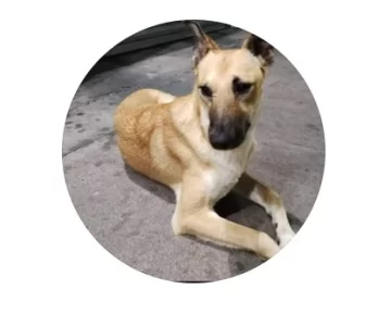Dónde está hoy Rubio, el perrito comunitario que los guardavidas retiraron de la playa
