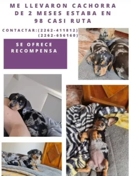 Ofrece recompensa por una cachorra salchicha que se extravió