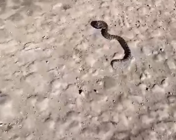 Encontraron una Yarará Ñata en La Dulce