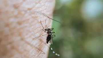Detectan el primer caso de dengue autóctono en territorio bonaerense