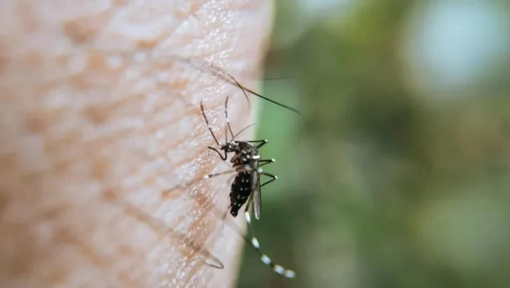 Detectan el primer caso de dengue autóctono en territorio bonaerense