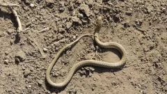 Recomendaciones ante la aparición de serpientes