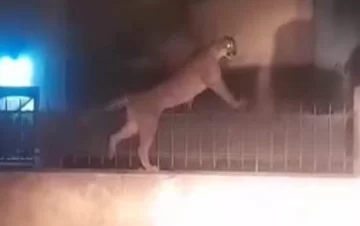 Qué hizo en la ciudad, dónde atraparon al Puma y por qué era peligroso