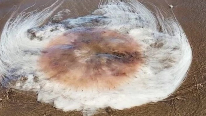 Una medusa gigante causó pánico en Monte Hermoso