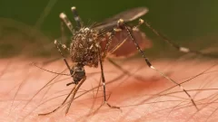 Dengue: ponen el foco en el mosquito, vector de un sinnúmero de enfermedades
