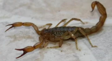 Un vecino encontró un alacrán en el interior de su vivienda
