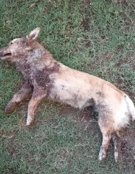 Denuncian que tres pit bull mataron a otros perros