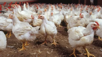 Infraccionaron a la avícola de 106 y 95 denunciada por los vecinos