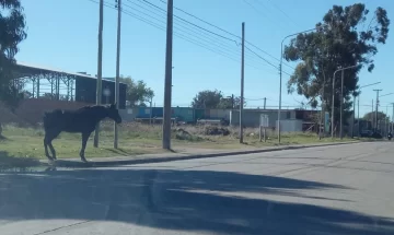 Precaución:caballos sueltos en 98 y 69