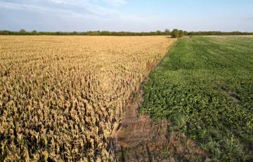 Cuándo cambia el clima: se va el Niño de abundantes lluvias y de golpe la Niña trae sequías