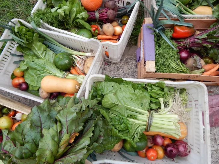 Frescura Natural: familias que producen verduras desde hace más de diez años