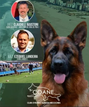Necochea será sede nacional de la exposición de Ovejeros Alemanes