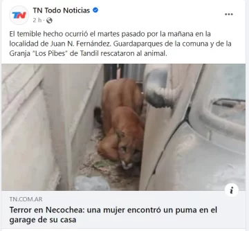 El puma de Fernández llegó a TN