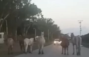 Caballos sueltos a metros de la Ruta 88