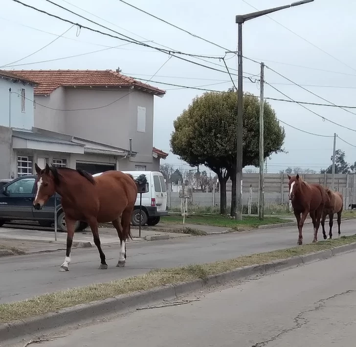 Caballos sueltos por avenida 75