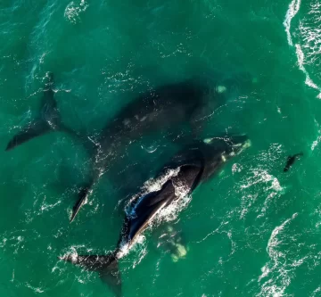 Realizarán un espectáculo de ballenas en la secretaria de Turismo