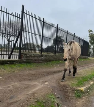 Se escapó un caballo y lo filmaron cruzando el Colgante