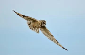 Este sábado se realizará una jornada de Observación de Aves en Quequén