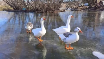 En Tandil hizo más frío que en la Antártida: – 7,6°