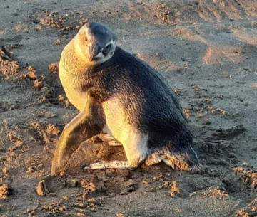 Rescataron un pingüino con manchas de petróleo en Quequén