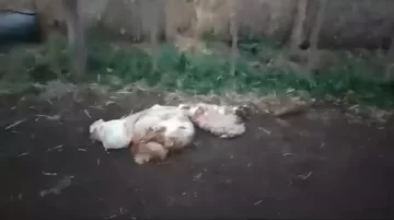 Le faenaron siete animales a un productor agropecuario de La Dulce