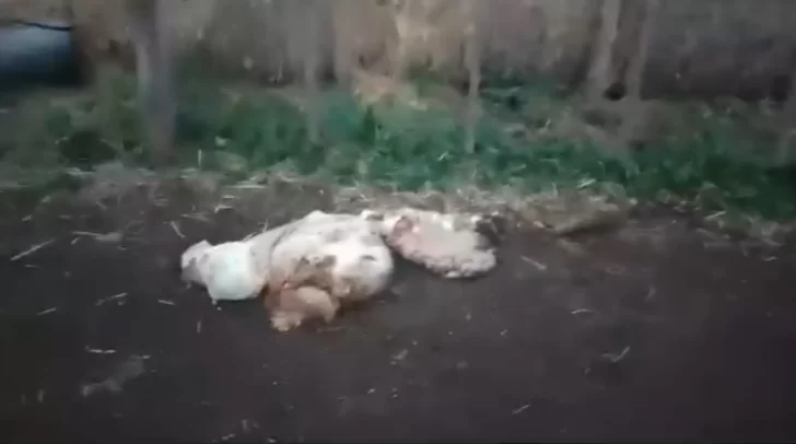 Le faenaron siete animales a un productor agropecuario de La Dulce