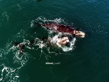 De ballenas y lobitos: danza en las costas de Necochea