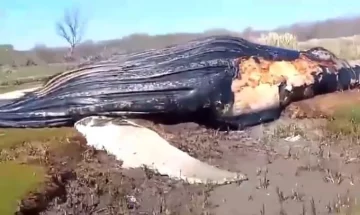 Encontraron una ballena muerta en la costa del Río de La Plata