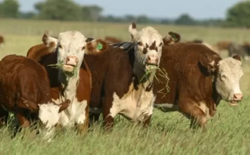 El Gobierno elimina derechos de exportación para darle competitividad al campo