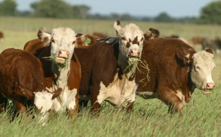 El Gobierno elimina derechos de exportación para darle competitividad al campo