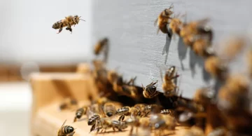 Murió el hombre que había sido picado por más de 150 abejas