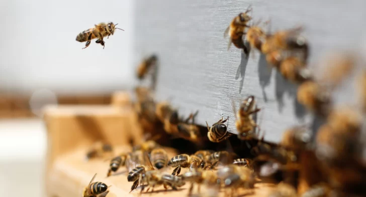 Murió el hombre que había sido picado por más de 150 abejas