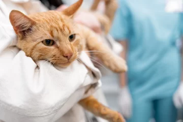 Hay día, hora y lugar para vacunar gratuitamente a las mascotas contra la rabia