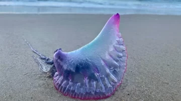 Qué es la temible Carabela Portuguesa que causa temor en las playas argentinas