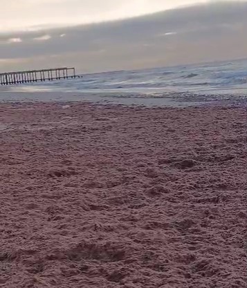 Impactante arribazón de algas en la zona del muelle de los pescadores