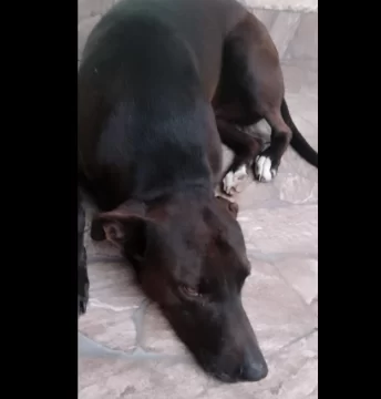 Buscaba el perro que se le perdió y lo encontró prendido fuego