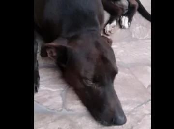Pediran justicia por Hércules, el perro que fue torturado