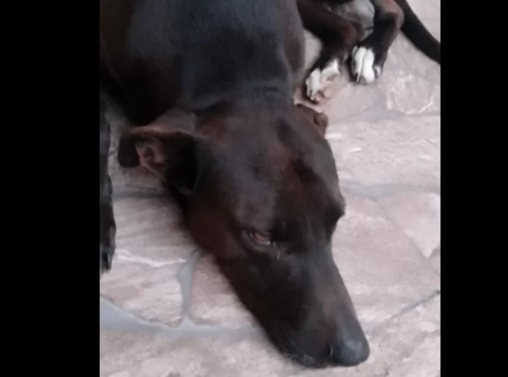 Pediran justicia por Hércules, el perro que fue torturado