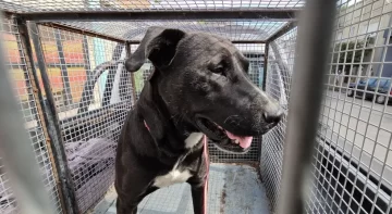 El perro abusado sexualmente por su dueña fue trasladado a un hogar de tránsito