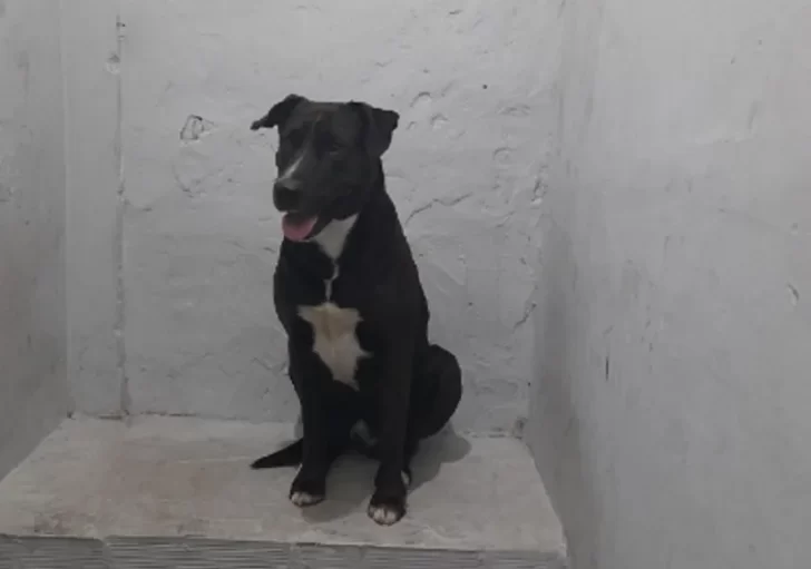 Una mujer fue sorprendida en Mar del Plata mientras tenía sexo con su perro en la calle