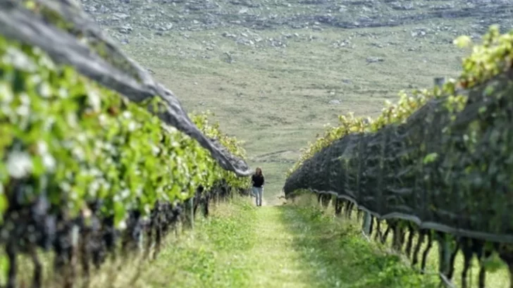 1743781132317-728x409