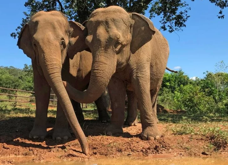 Captura-de-pantalla-2025-04-04-105746-728x526