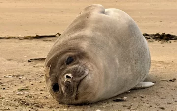 Los elefantes marinos logran protección legal