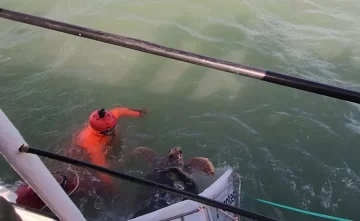Mar del Plata: devuelven al tortugo “Jorge” a su hábitat natural