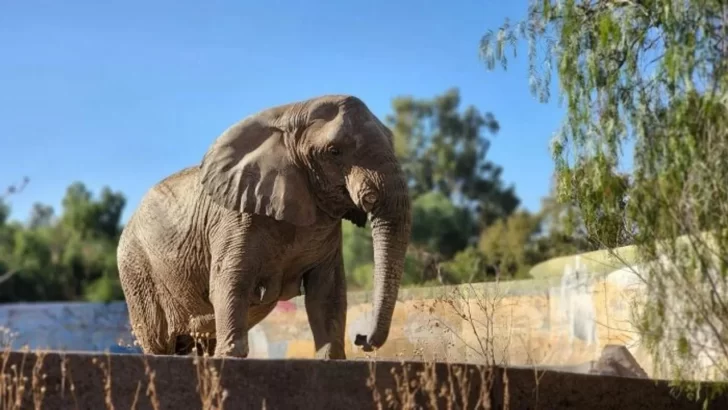 La elefanta Kenya se juntará con Mara en el santuario de Brasil