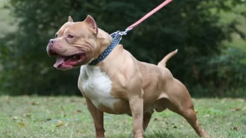 Una bebé murió atacada por el perro de su familia